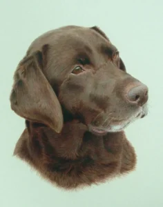 Home 28 holly chocolate labrador
