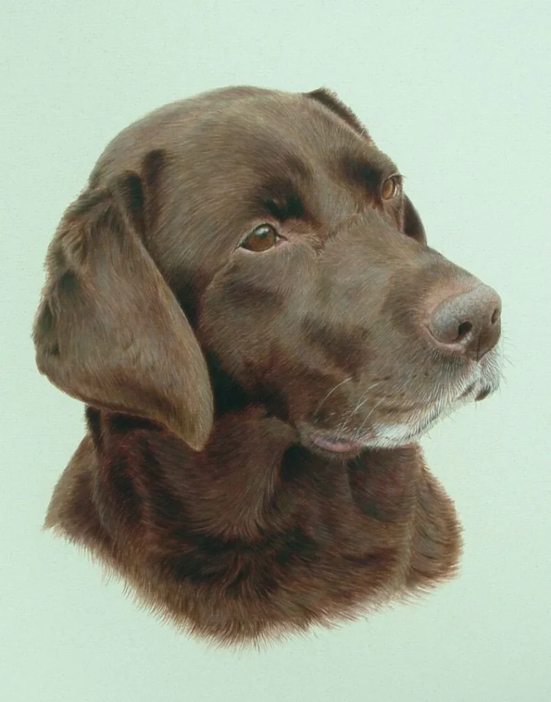 28 holly chocolate labrador 28 holly chocolate labrador
