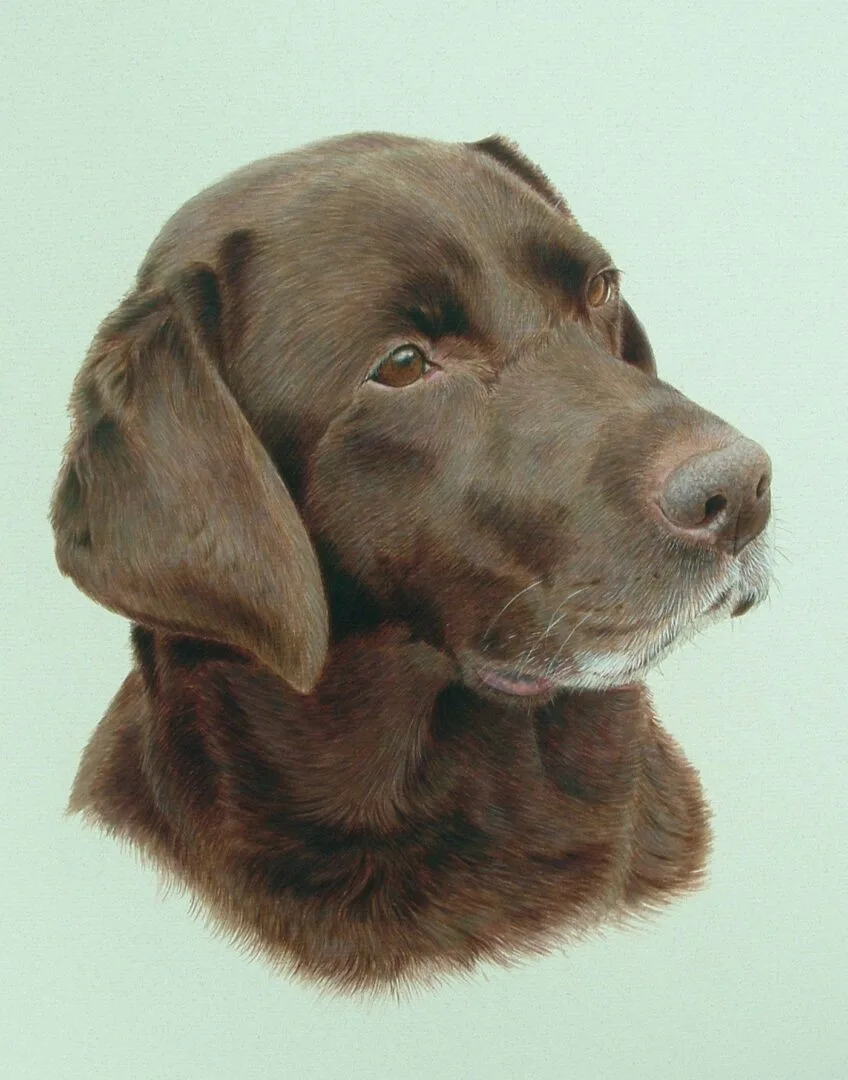 Home 28 holly chocolate labrador