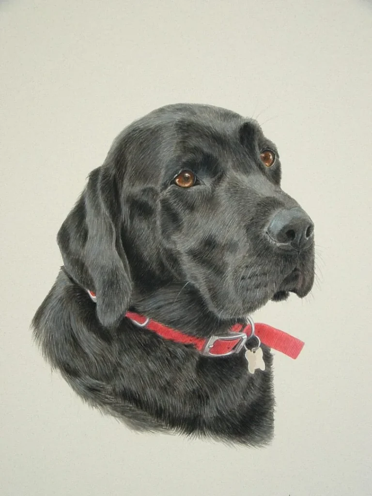 Home 30 jack black labradador