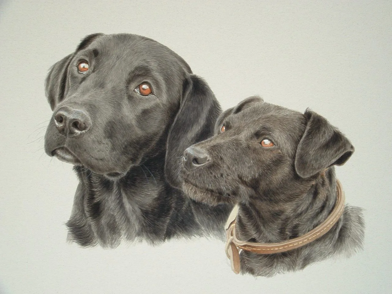 Home 39 maggie diva black labrador and patterdale terrier