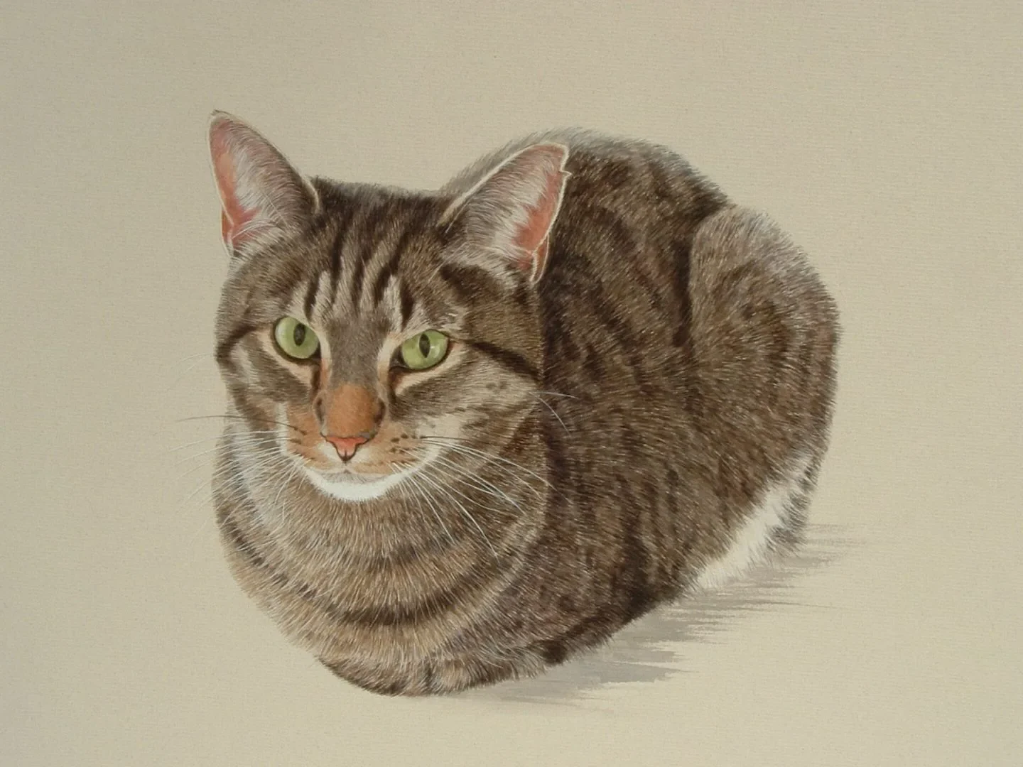 Home 4 tyson tabby