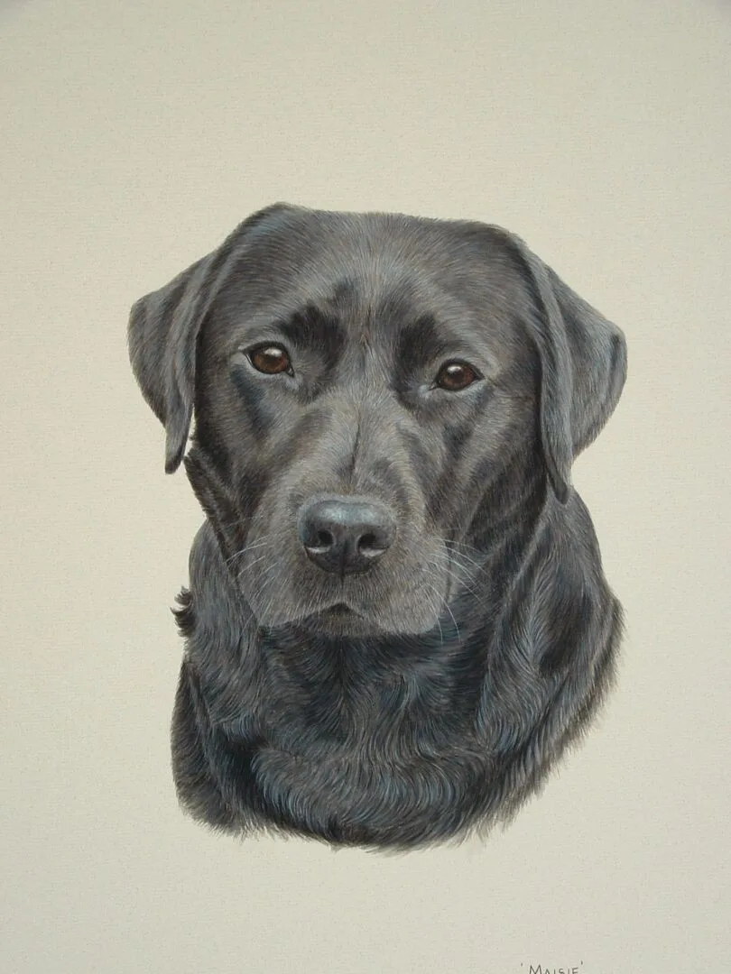 Home 41 maisie black labrador