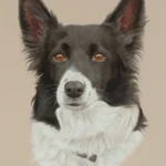 42 meg border collie