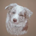 Home 48 nookie border collie lilac merle