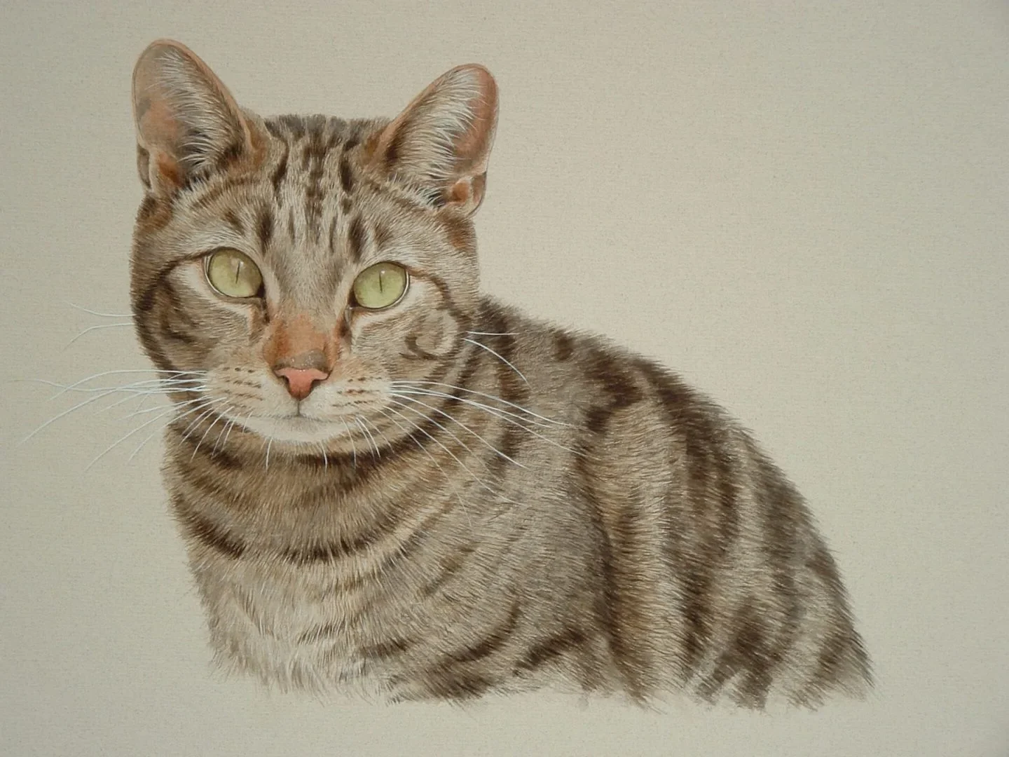 Home 5 fizzy tabby