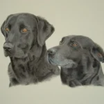 57 tikka and fizzle black labradors