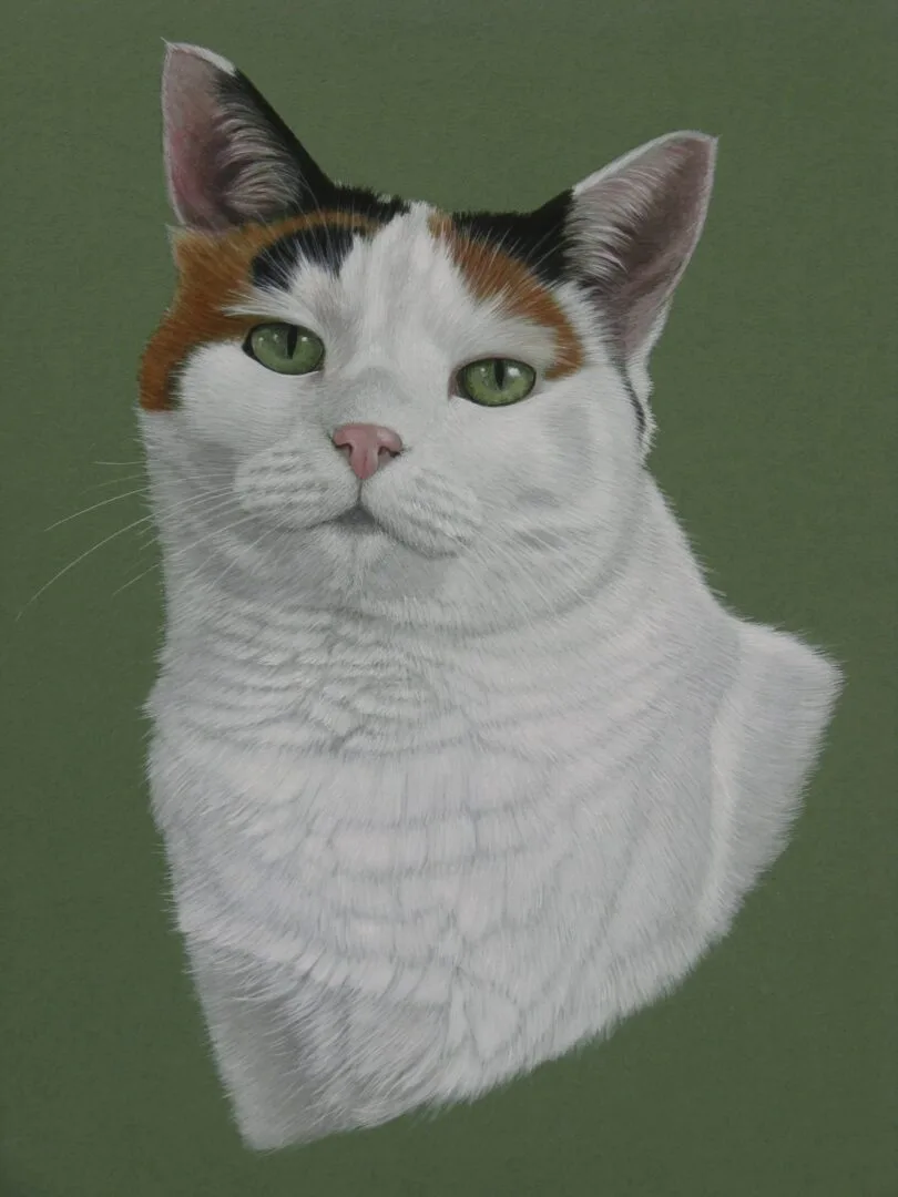 Home 8 heidi tortoiseshell