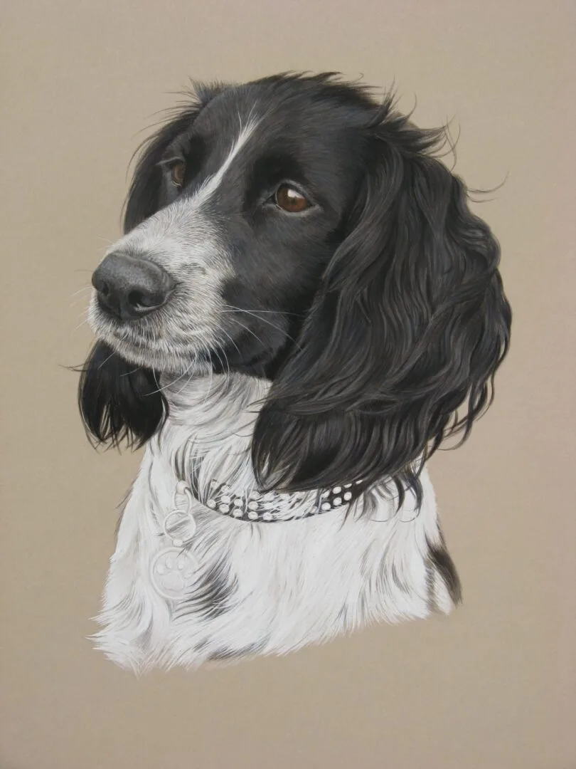 Home cully springer spaniel
