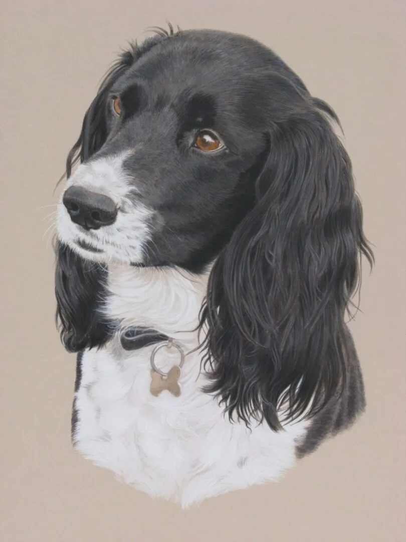 Home frankie spaniel