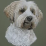 monty tibetan terrier