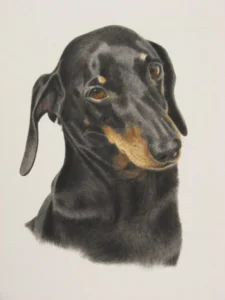 Home rueben dachshund