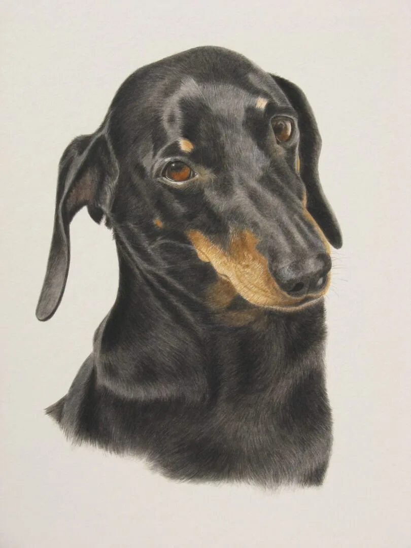 Home rueben dachshund