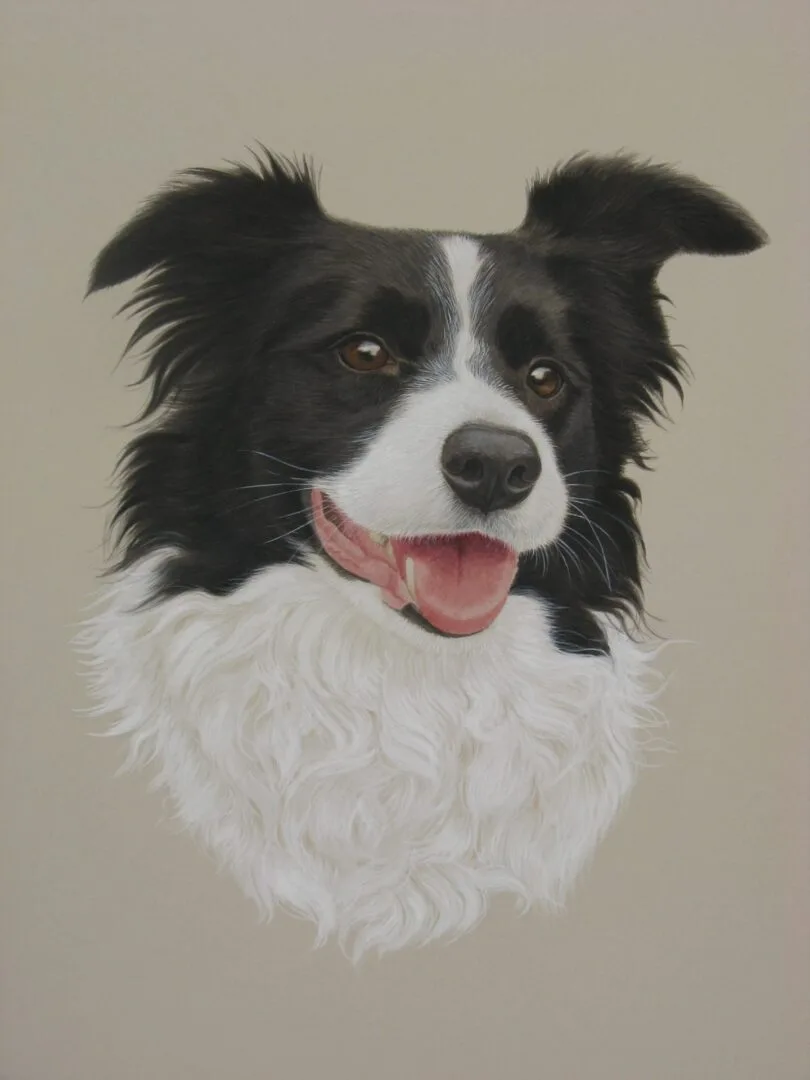 Home sammi border collie